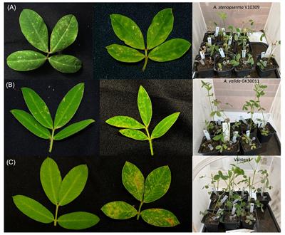Characterization of gene expression patterns in response to an orthotospovirus infection between two diploid peanut species and their hybrid